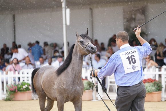 منتون 2019Meton-04072