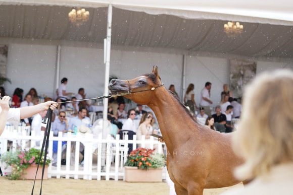 منتون 2019Meton-04078