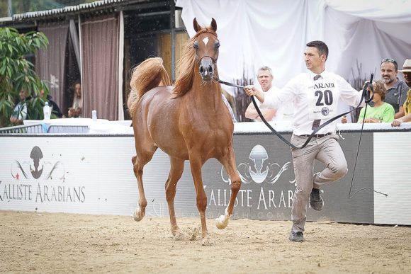 منتون 2019Meton-04083