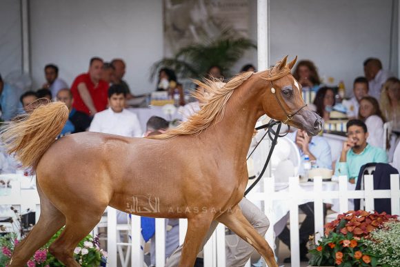 منتون 2019Meton-04091