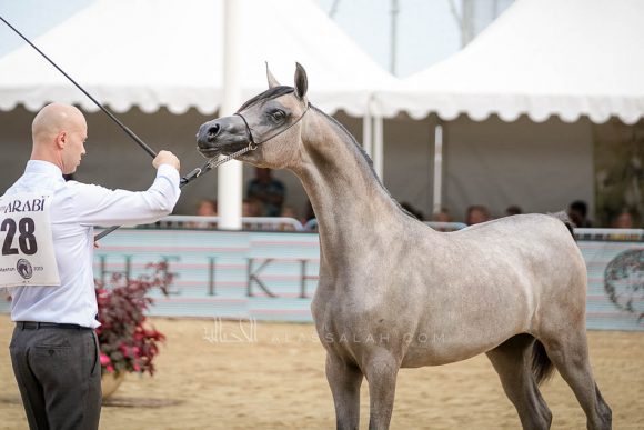 منتون 2019Meton-04461