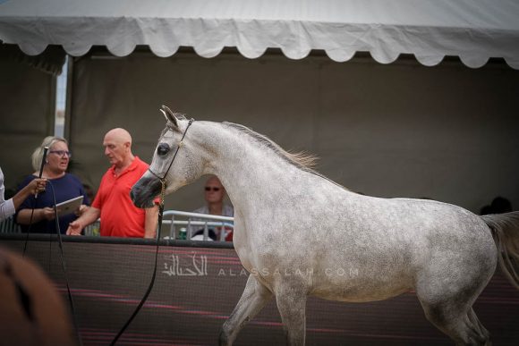 منتون 2019Meton-04475