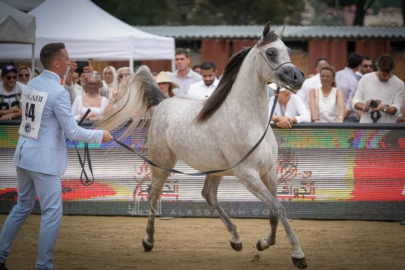 منتون 2019Meton-04478