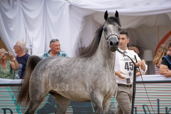 منتون 2019Meton-04486