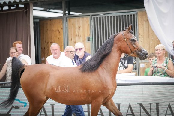 منتون 2019Meton-04490