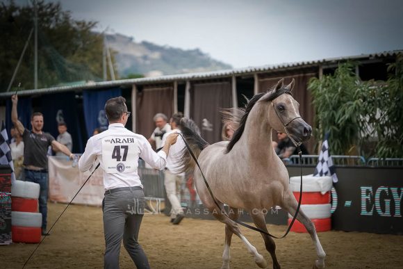 منتون 2019Meton-04504