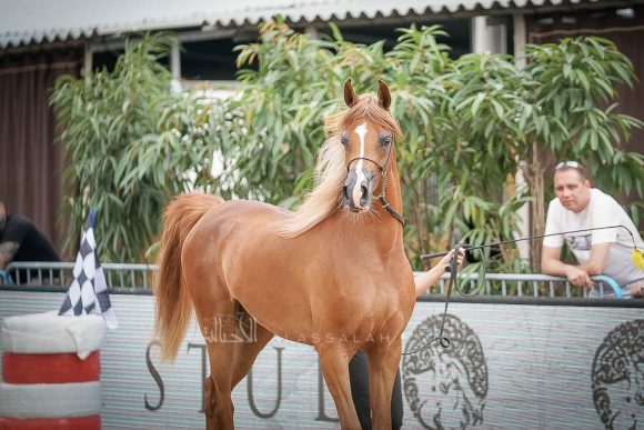 منتون 2019Meton-04511