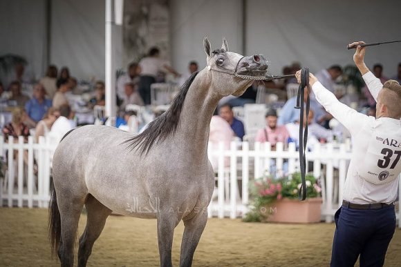 منتون 2019Meton-04532