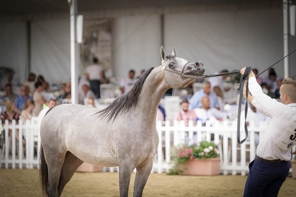 منتون 2019Meton-04539