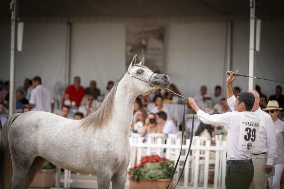 منتون 2019Meton-04555