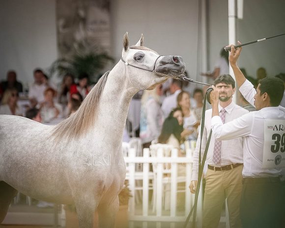 منتون 2019Meton-04563