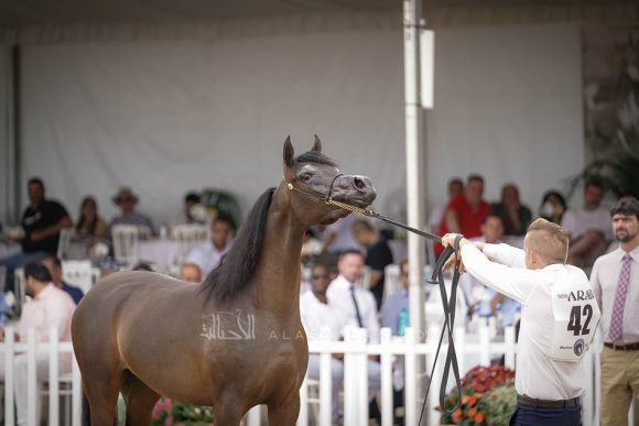 منتون 2019Meton-04597