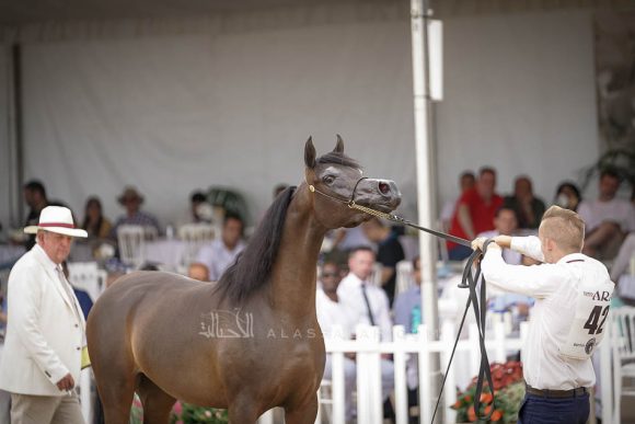 منتون 2019Meton-04601