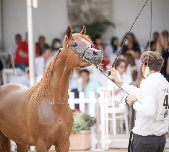 منتون 2019Meton-04621