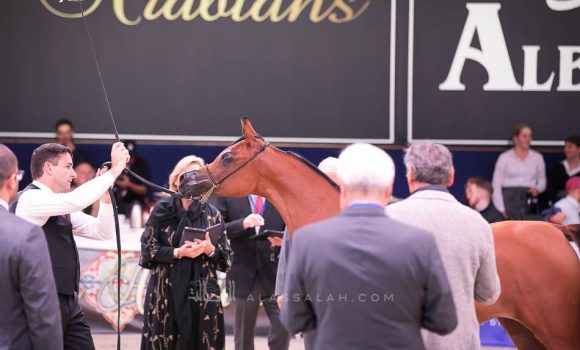 الذهب: اتش دي ام بيلا تشاو (ع ج عزام x رهفاء الهواجر) مربط عجمان – الإمارات.
