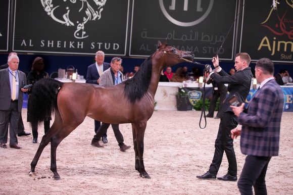 ISSS7177آخن ٢٠١٩