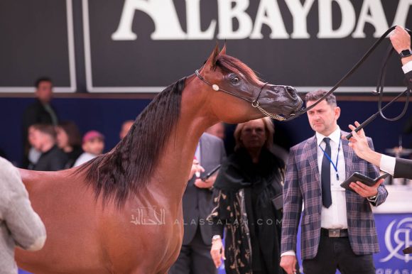  أضواء العرب (اميرالد جي x اتش كي جوجو ار ال سي) مربط العرب – السعودية.
