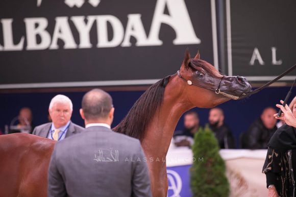  أضواء العرب (اميرالد جي x اتش كي جوجو ار ال سي) مربط العرب – السعودية.
