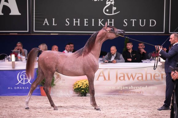 ISSS7284آخن ٢٠١٩