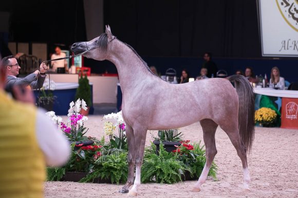  الجمره (ع ج بورتوفينو x ايه في ايه ماريا) مربط الشيخ.
