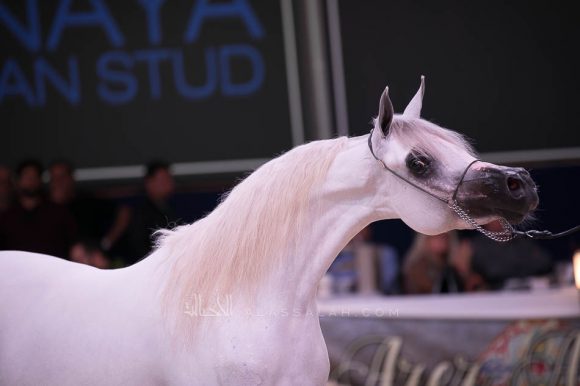 ISSS7553آخن ٢٠١٩