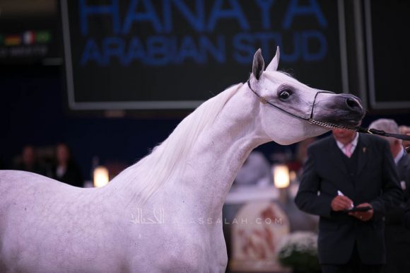 ويلدونا (شنغهاي إي ايه x ويلدا) مربط الشيخ.
