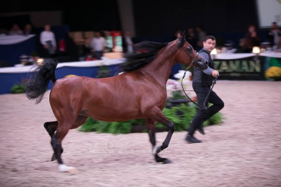  السا (كحيل الشقب x الاميدة) مربط عجمان – الإمارات.
