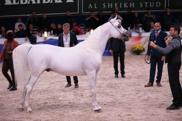 شنغهاي إي ايه (دبليو اتش جستس x سليمة إي ايه) مربط عجمان- الإمارات.
