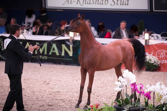 الذهب: اتش دي ام بيلا تشاو (ع ج عزام x رهفاء الهواجر) مربط عجمان – الإمارات.
