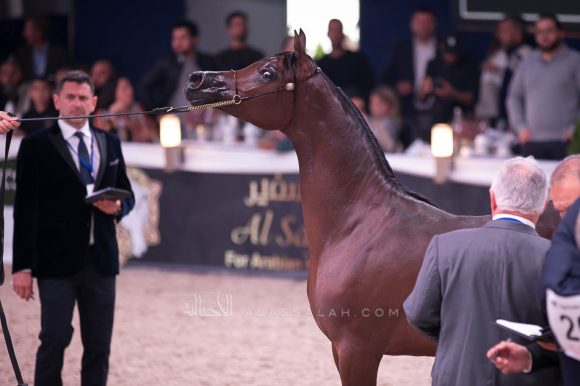 الفضة: فام دونتيلا (دومنيك ام x دي كريستال مون) مربط الجواهر- الإمارات.
