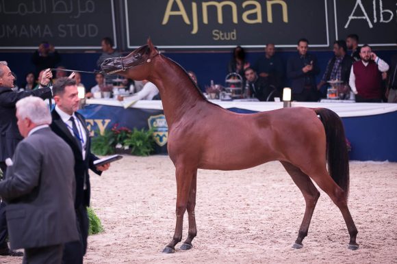  أضواء العرب (اميرالد جي x اتش كي جوجو ار ال سي) مربط العرب – السعودية.
