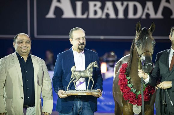 الفضة: فام دونتيلا (دومنيك ام x دي كريستال مون) مربط الجواهر- الإمارات.
