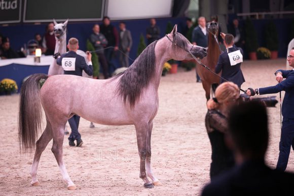  الجمره (ع ج بورتوفينو x ايه في ايه ماريا) مربط الشيخ.
