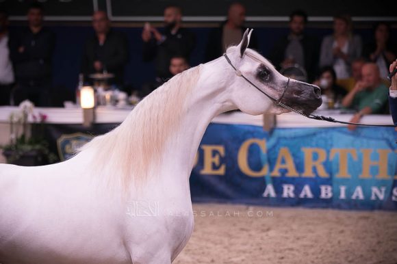  ال ار ايرا دي اكساليبور (اكساليبور إي ايه  x اكسبكتيد بيوتي ار بي) مربط السيد – السعودية.
