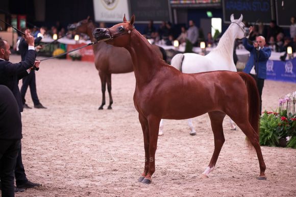 ايه فيجن ام آي (اليجانس ام آي x الويز فالنتاين ام آي) مربط البداير – الإمارات.
