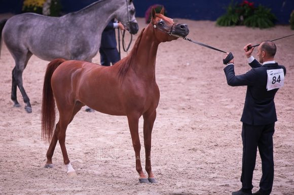 ايه فيجن ام آي (اليجانس ام آي x الويز فالنتاين ام آي) مربط البداير – الإمارات.
