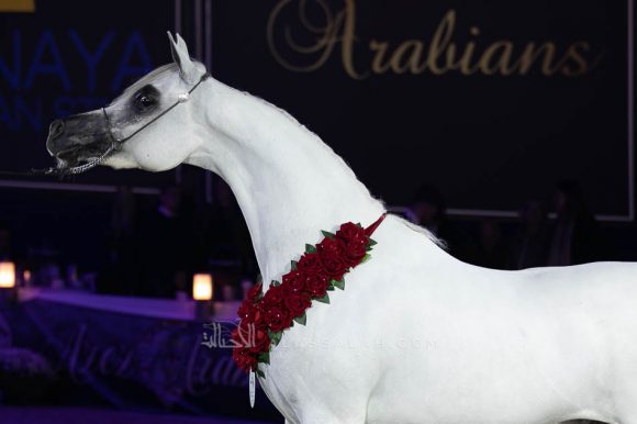  ال ار ايرا دي اكساليبور (اكساليبور إي ايه  x اكسبكتيد بيوتي ار بي) مربط السيد – السعودية.
