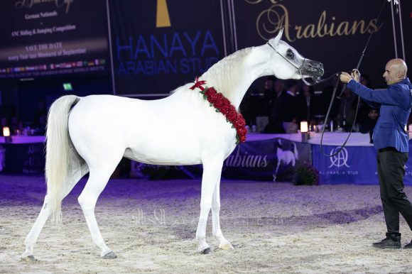  ال ار ايرا دي اكساليبور (اكساليبور إي ايه  x اكسبكتيد بيوتي ار بي) مربط السيد – السعودية.
