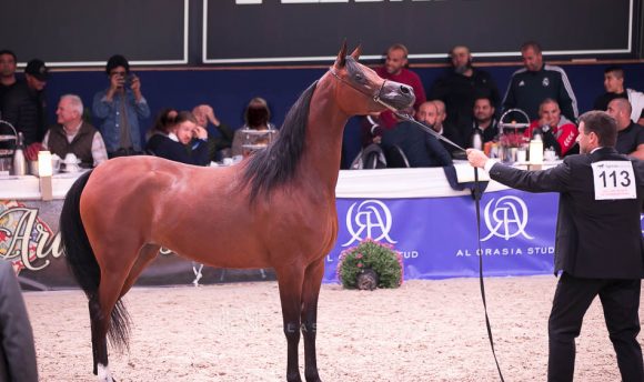  السا (كحيل الشقب x الاميدة) مربط عجمان – الإمارات.
