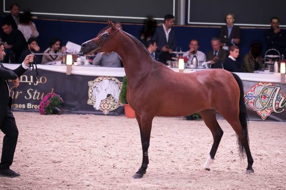  السا (كحيل الشقب x الاميدة) مربط عجمان – الإمارات.
