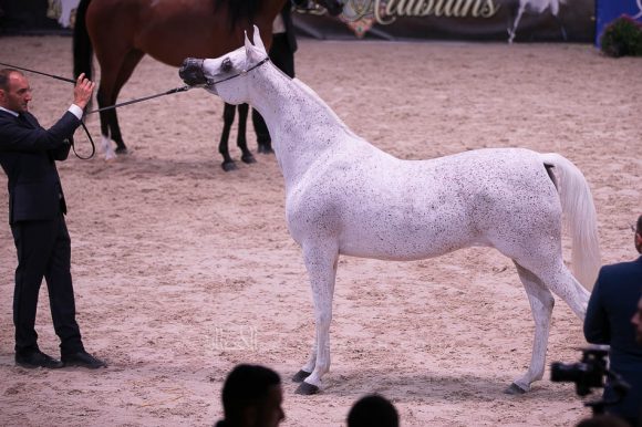  مياسة الناصر (سينان الريان x زينوبيا الناصر) مربط الناصر- قطر.
