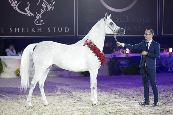 ويلدونا (شنغهاي إي ايه x ويلدا) مربط الشيخ.
