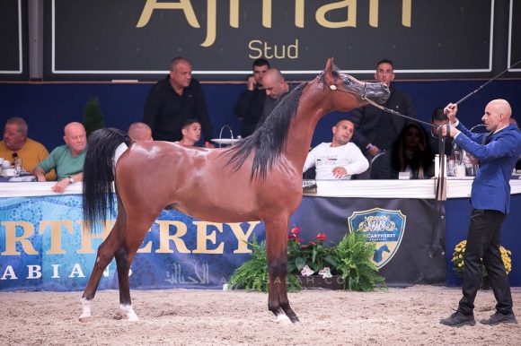 دوسر السيد (فاليدورو x  ديلايتس ديفا ار بي) مربط السيد – السعودية.
