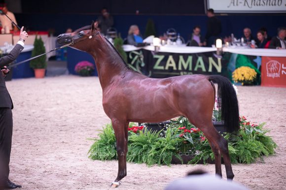  أي ال ار فيرديناند (موريون x  فهارينا) مربط الفيصلي – السعودية.
