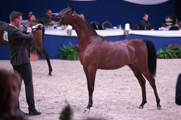  أي ال ار فيرديناند (موريون x  فهارينا) مربط الفيصلي – السعودية.
