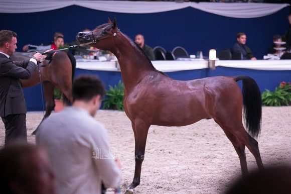  أي ال ار فيرديناند (موريون x  فهارينا) مربط الفيصلي – السعودية.
