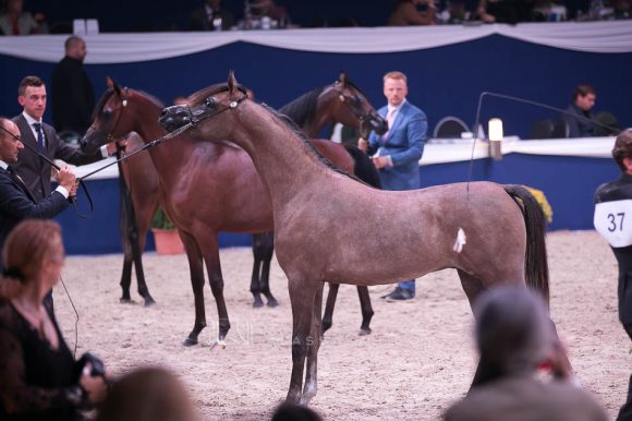 جاسيد كي ايه (كيو آر مارك x جوماليا نوتياك) مربط نوك – بلجيكا.
