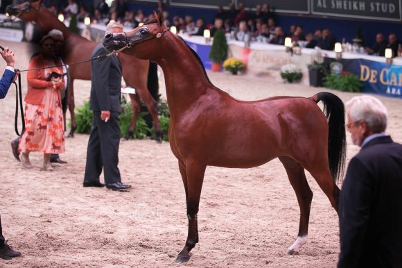 دوسر السيد (فاليدورو x  ديلايتس ديفا ار بي) مربط السيد – السعودية.
