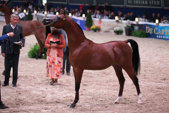 دوسر السيد (فاليدورو x  ديلايتس ديفا ار بي) مربط السيد – السعودية.
