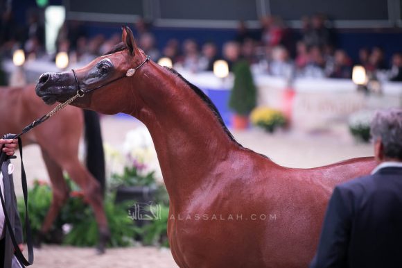 دوسر السيد (فاليدورو x  ديلايتس ديفا ار بي) مربط السيد – السعودية.
